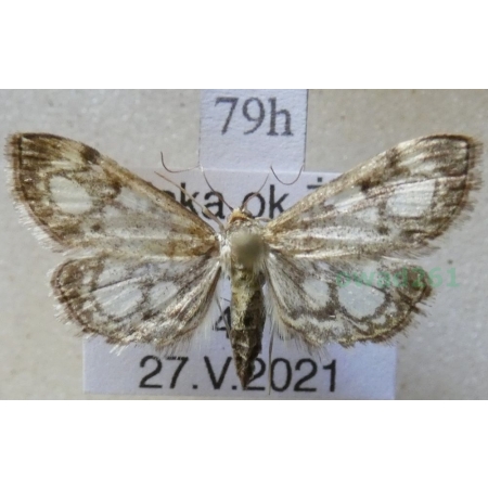 Anania coronata (Hufnagel, 1767) Przezierka hebdzianka Poland79h